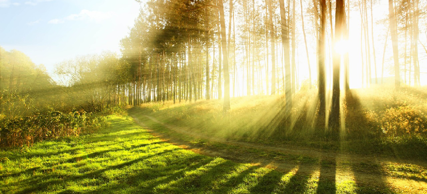 Foto: Sonnenstrahlen scheinen durch eine Baumreihe