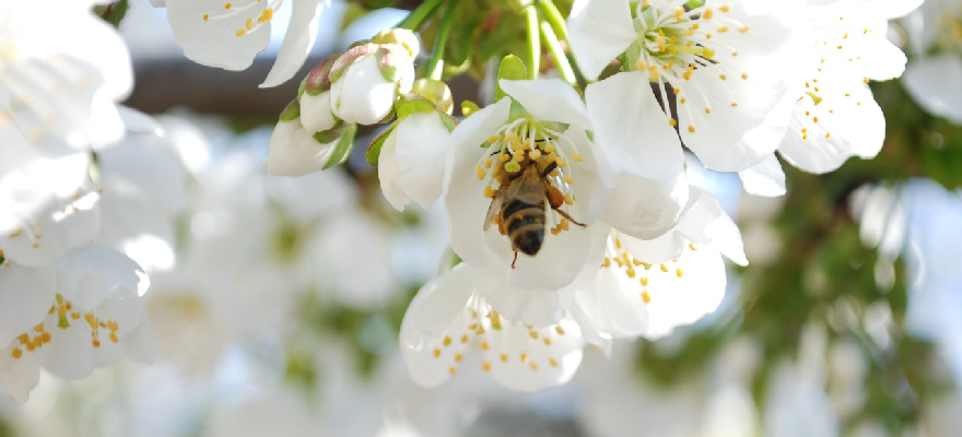 Foto: Honigbiene krabbelt in eine weiße Baumblüte