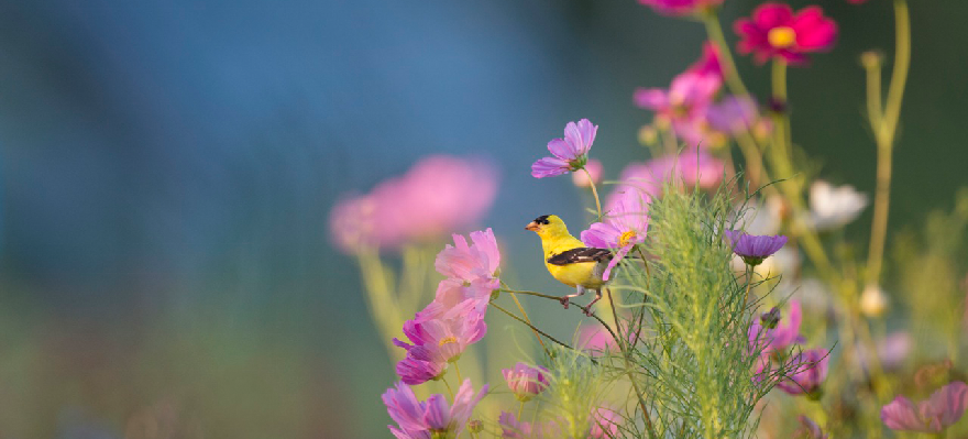 Foto: Detailaufnahme eines Vogels auf Wiesenblumen